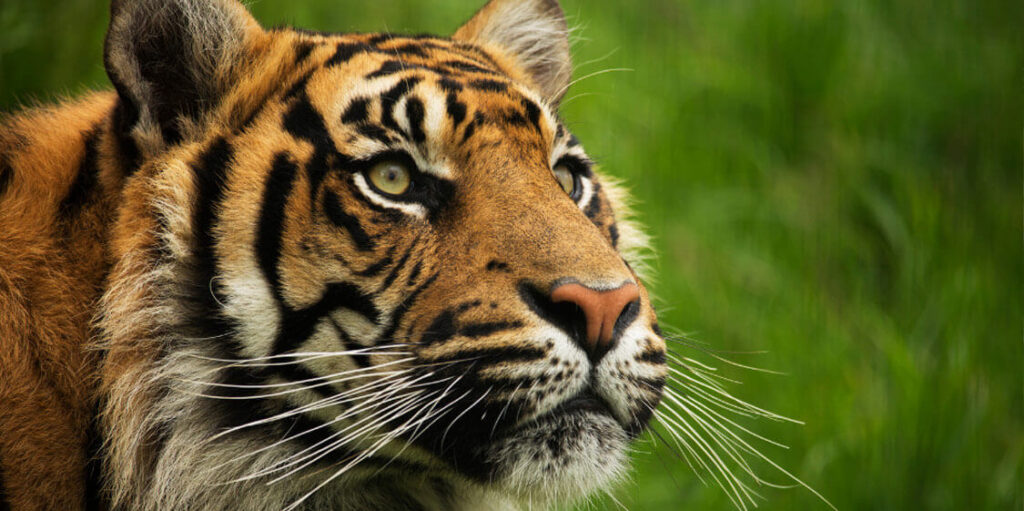 Sumatran Tiger Indonesia Asia Travel Guide