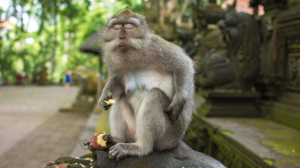 Ubud Monkey Forest Bali Holiday Activities
