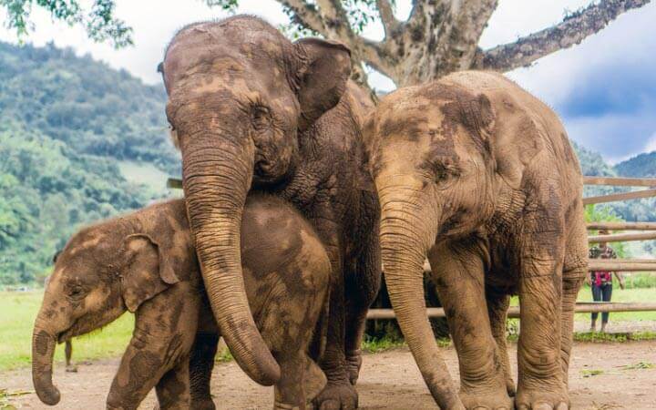 Visit Wild Elephants in Chiang Mai Thailand